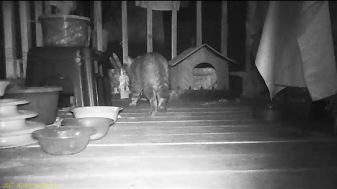 Emma's Animals 67 - Endless Mysteries