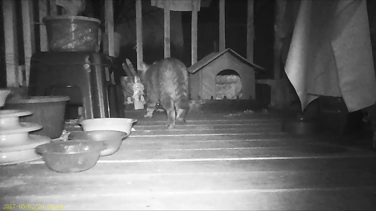 Emma's Animals 67 - Endless Mysteries