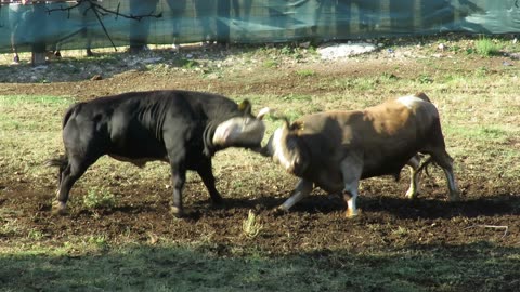 Black Jack od Šakića vs Brizan od Maleša i Božića