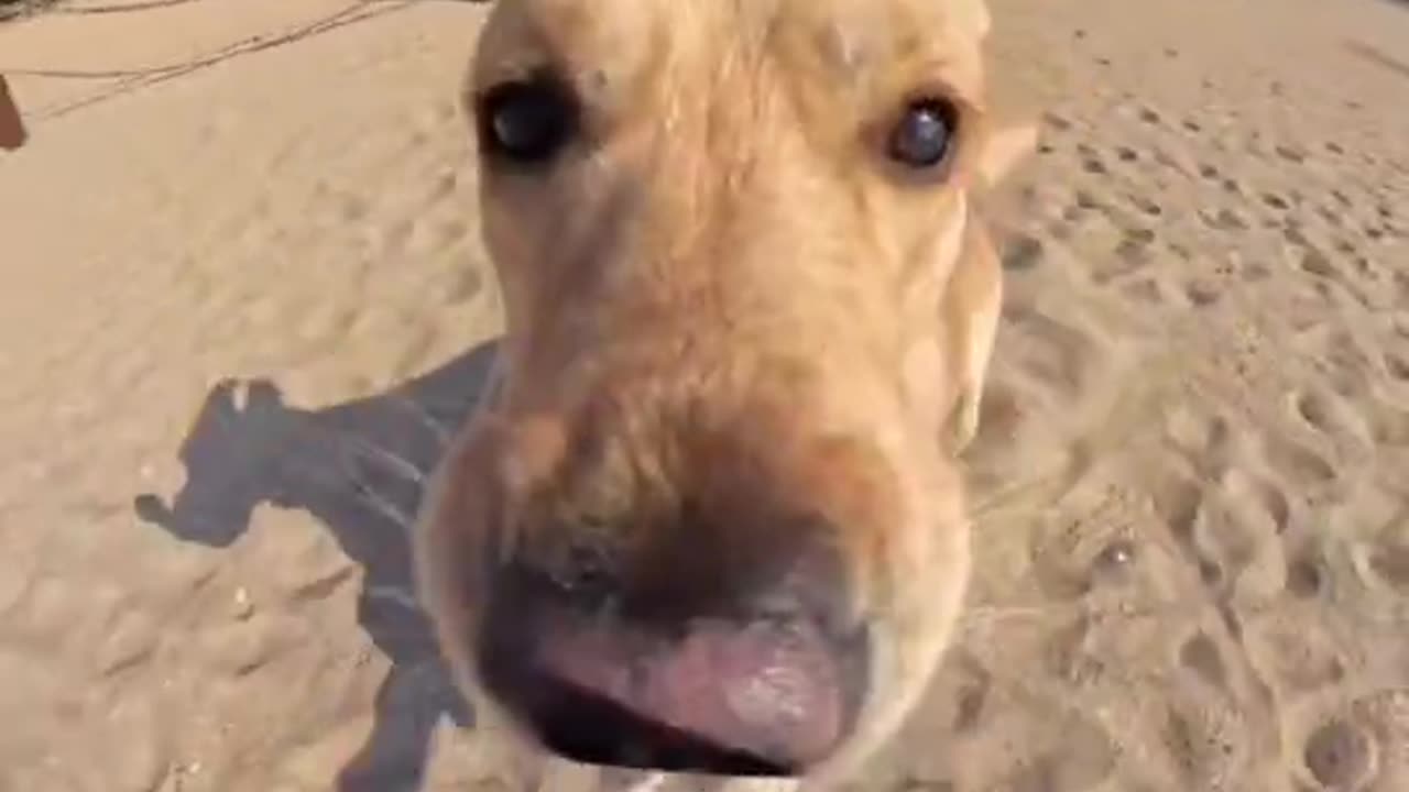 Happy Dog