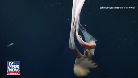 Researchers found a massive jellyfish that they said could grow as large as a school bus