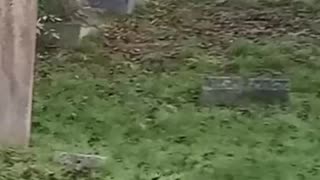 The Beauly Priory - Black Isle - North of Scotland #roadtrip