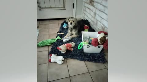 Roscoe says "I have nothing to play with, buy me a new toy!!!"