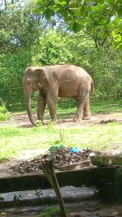 Born Free & Roam Free Part One