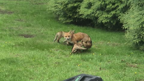 Foxes Frolic In Michigan Backyard