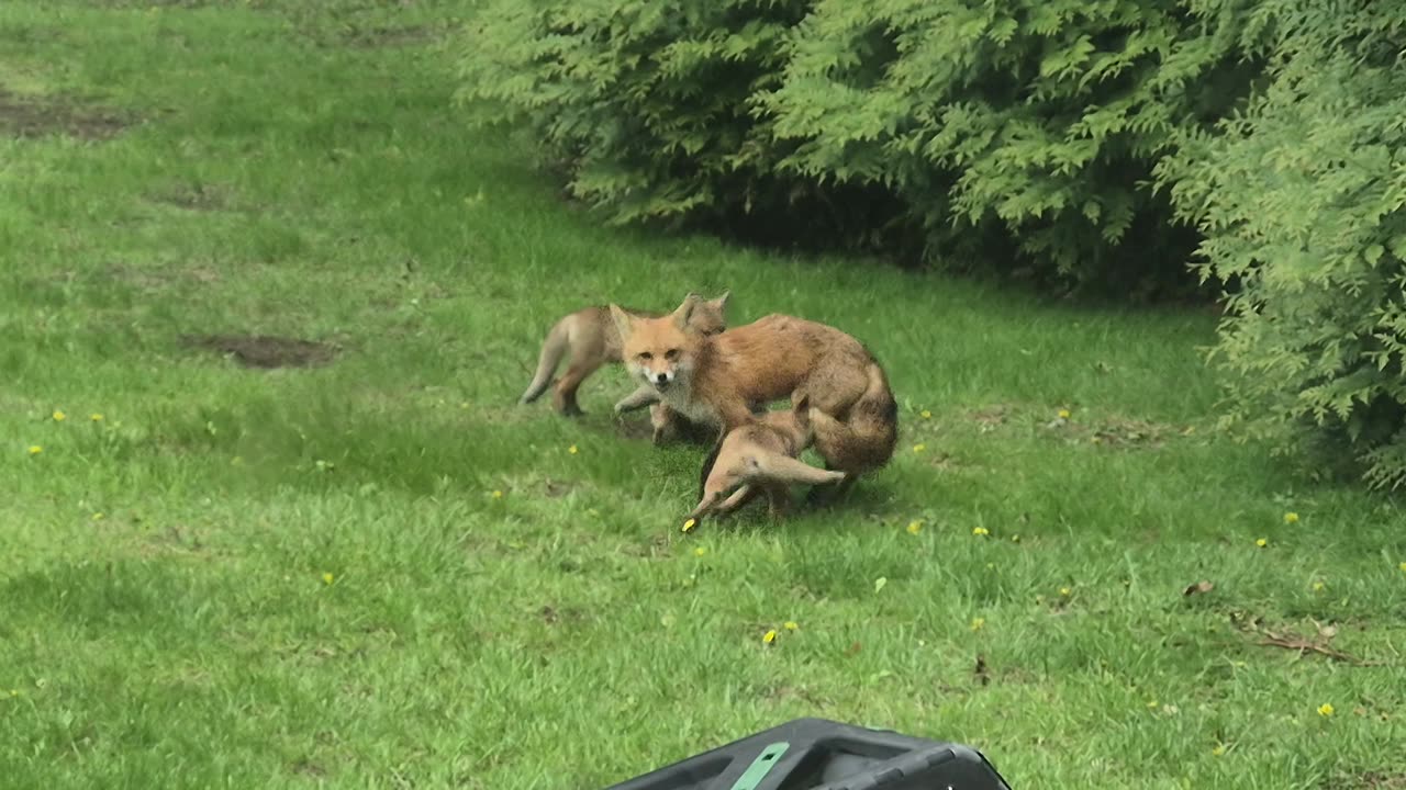 Foxes Frolic In Michigan Backyard
