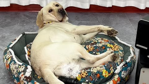 一屁惊醒梦中狗狗！A fart awakens the dreaming dog!