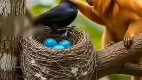Animal love