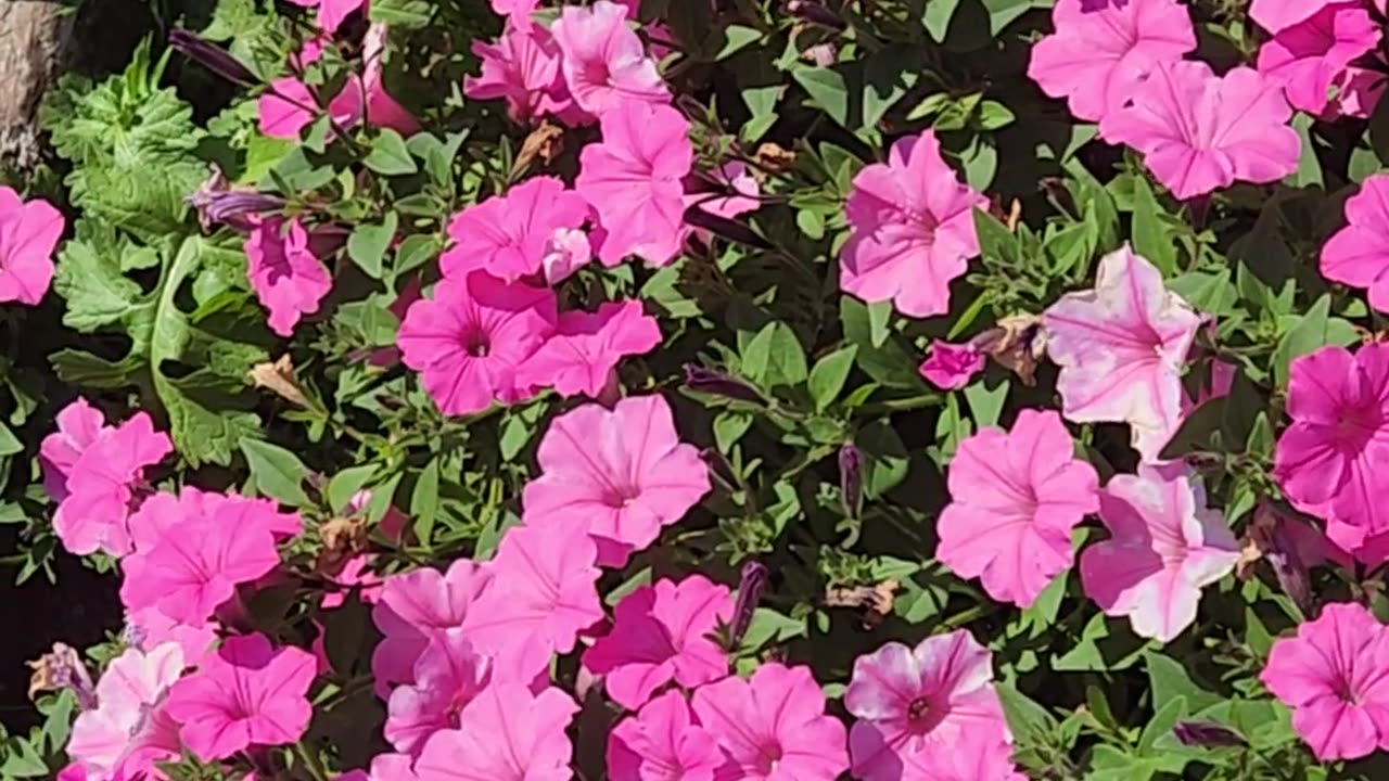 Carpenter Bee Pollinating Plenty of Pristine Proven Winners Pink Petunias.