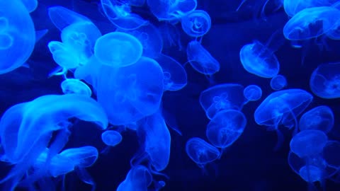 Amazing Blue Jellyfishes