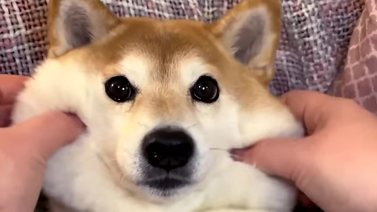 when you just can't resist