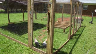 Rebooting Life. Starting another flock after moving.