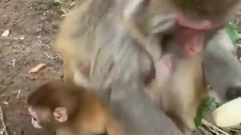 😂🍌 Monkeys Hate Banana Strings! You Won't Believe This! | FunFM