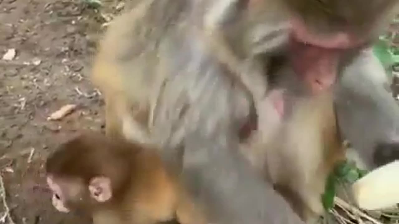 😂🍌 Monkeys Hate Banana Strings! You Won't Believe This! | FunFM