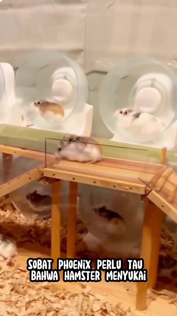 "How to Tame Your Hamster: Step-by-Step Guide"