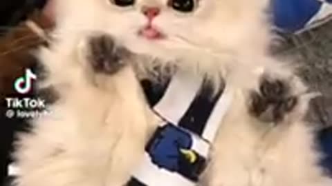 C:\Users\admin\Desktop\REUP REMBO\videos\Cute cat video ⧸⧸ funny cat video.