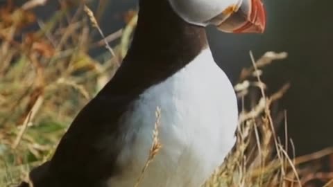 Puffins Nest In Burrows ? - Animal Facts - Short Wildlife Documentary