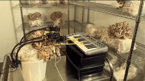 Engineers from the UK have "taught" mushrooms to play musical instruments