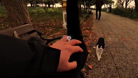 #1 no Cat lovers 🥰🥰🥰🥰