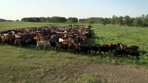 Soil Carbon Cowboys - Short Film