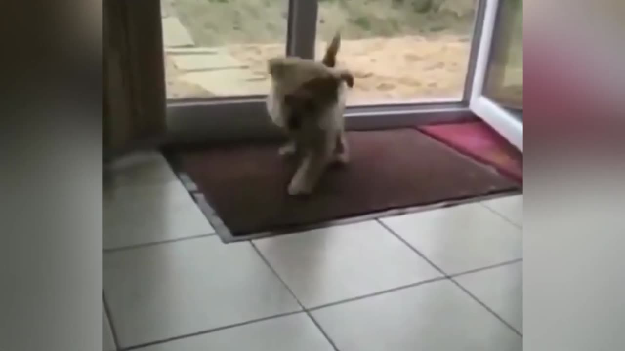 Best of Funny Animals