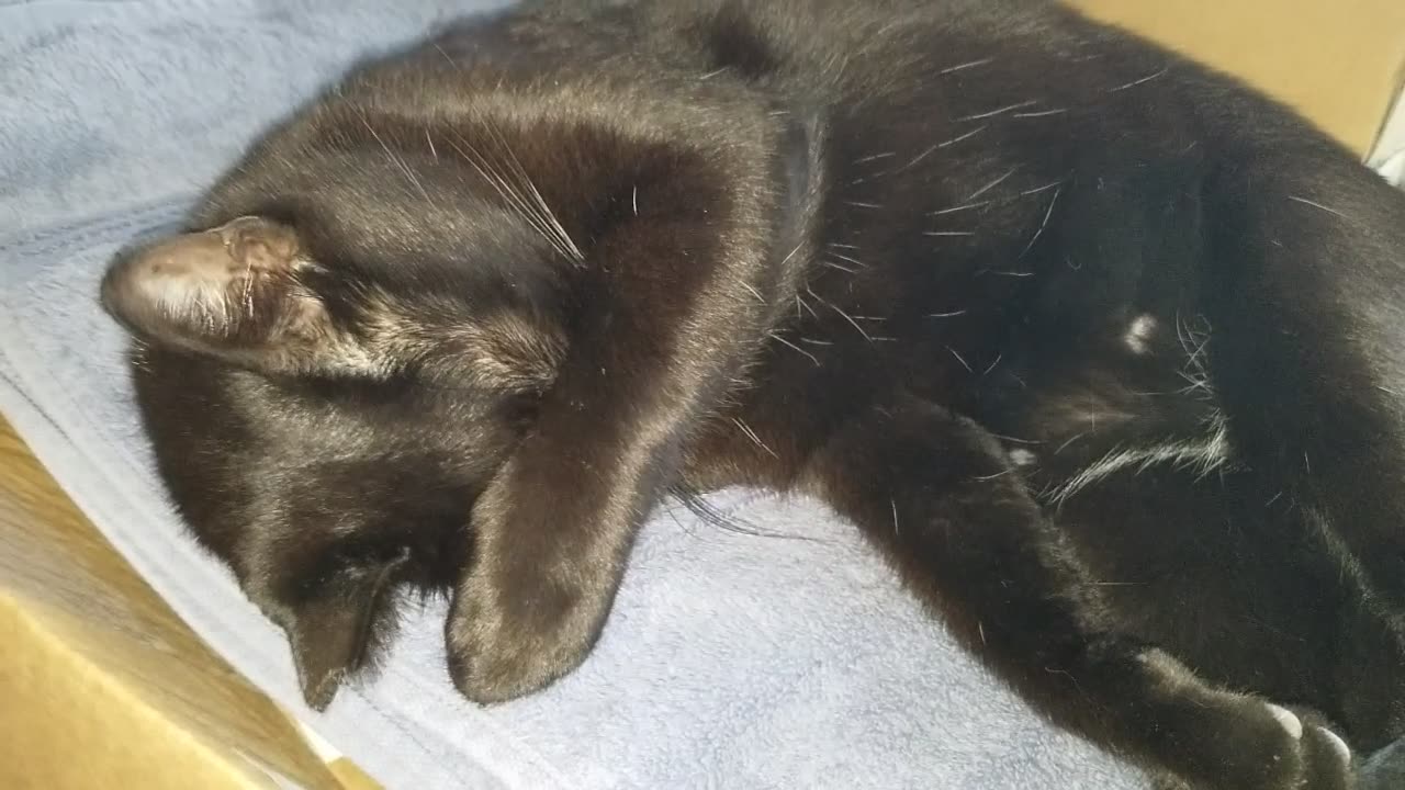 20250829 154443 Tux Shy Napping