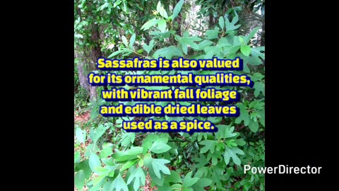 sassafras
