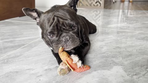 dog French bull so cute