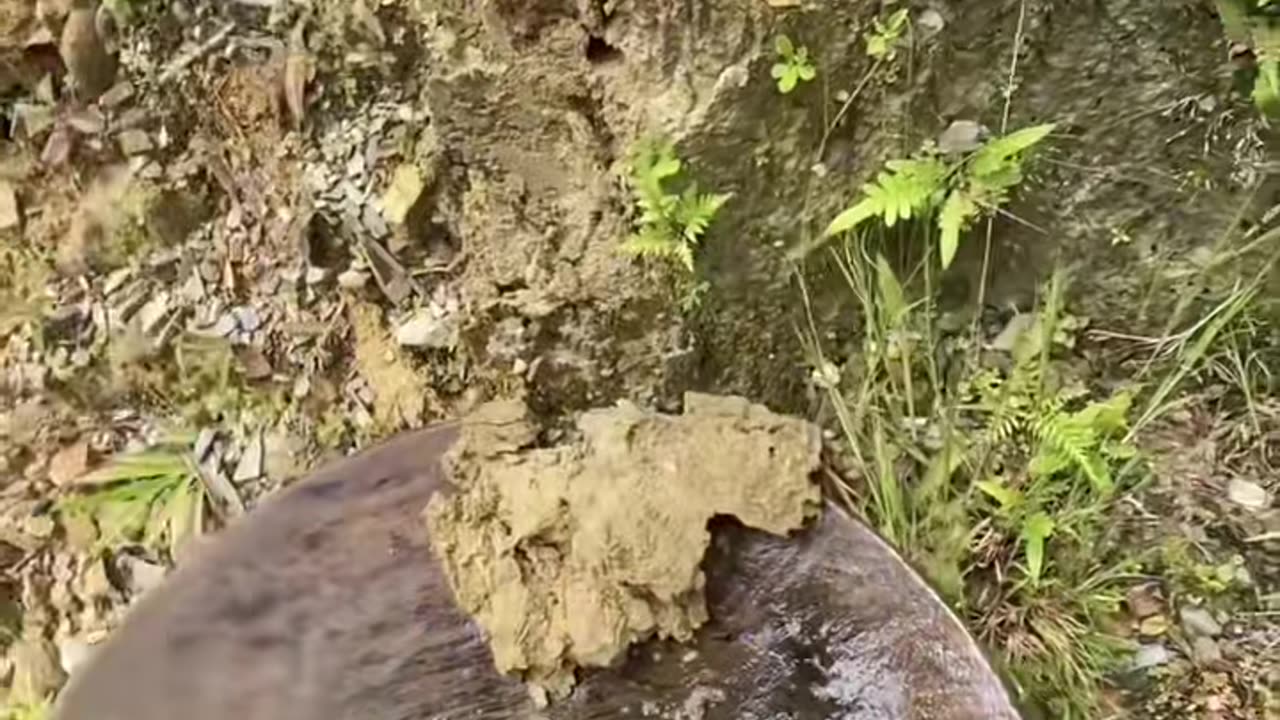 get a nougat in wild life