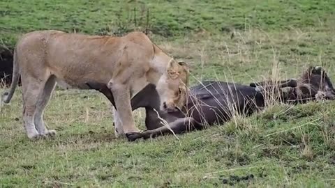 Lion Eating