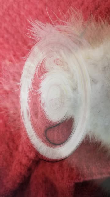 Getting started in the morning with Tooey and Lemongrab. #SparklegleamFarm #Tooey #Lemongrab