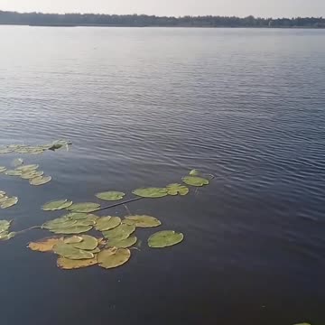 Fishing on Lake Selyava. Fishing from a boat to a float rod