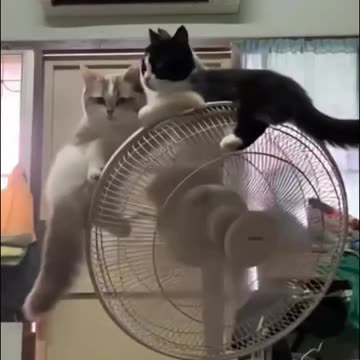 Hilarious_Cats_Beat_the_Heat__Watch_Them_Sleep_on_a_Fan!__Funny_Animal_Video