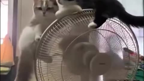 Hilarious_Cats_Beat_the_Heat__Watch_Them_Sleep_on_a_Fan!__Funny_Animal_Video