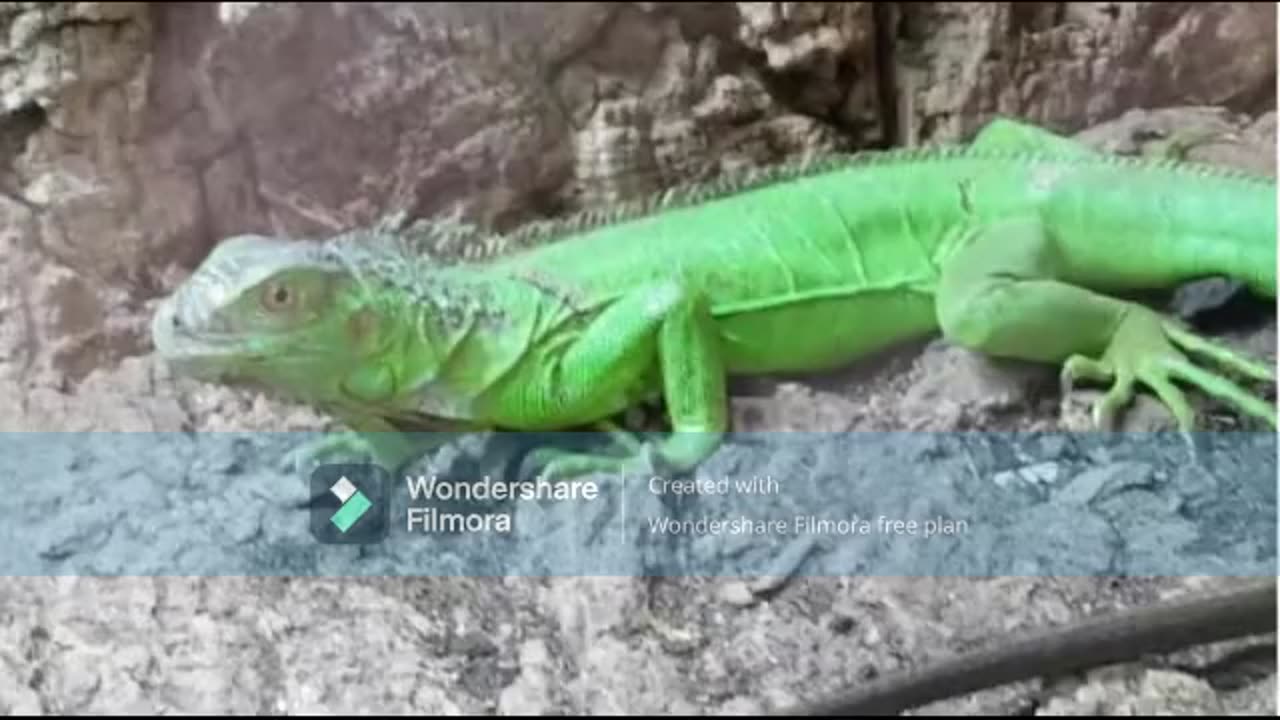 The Tale Of The Chameleons Extended Ending