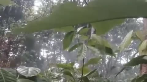 🌿⚔️ Myanmar War | PDF 3502nd Battalion Clashes with Junta on Taungoo Road | RCF