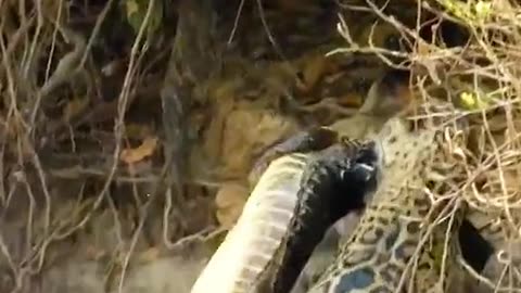 Wild animals