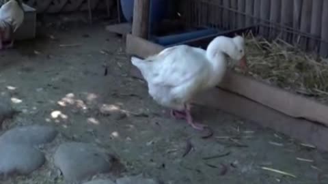 goose