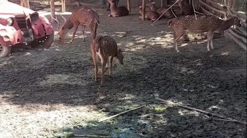 deer