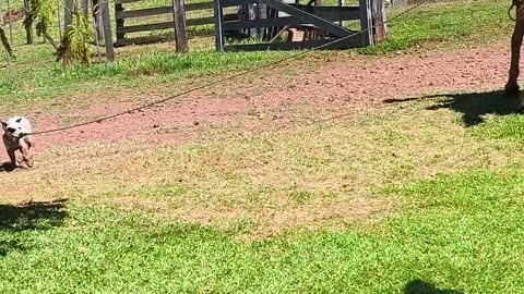 Heeler Pup Takes Horse On A Walk