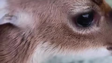 My cows found a little deer