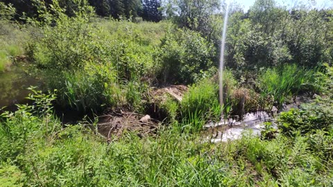 June 25-28, 2025 - ADC beavers and Gophers