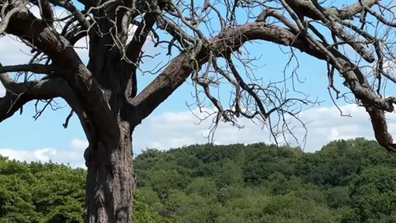 The most beautiful park leads