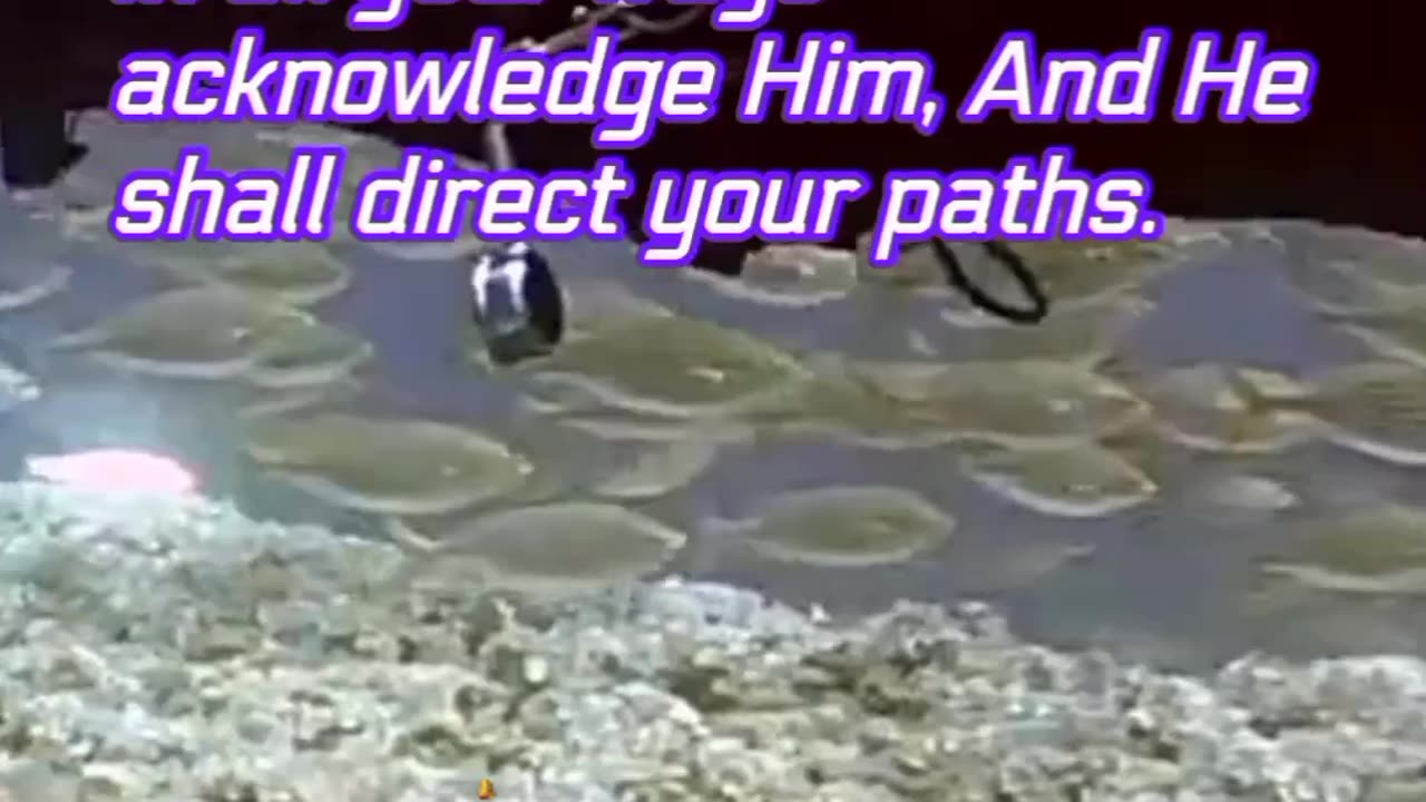 Bible Promises with Beautiful Visual Presentation