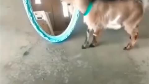 s Funny animals videos, animals funny videos