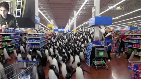 Over 100 Penguins Roam Around A Walmart Supercenter Fake Funny Parody Video With Live Commentary