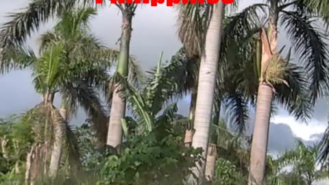 Cold Morning in Calamba City in Laguna in the Philippines