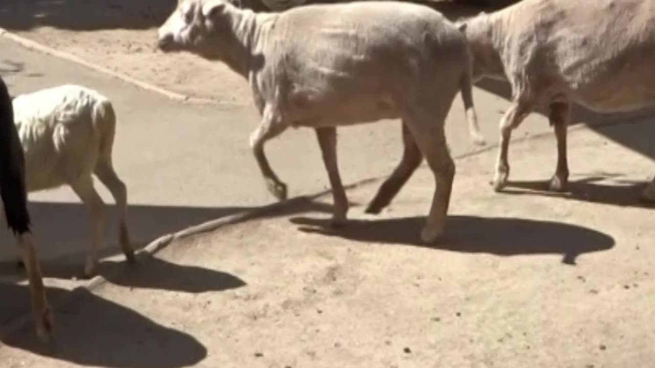 sheep