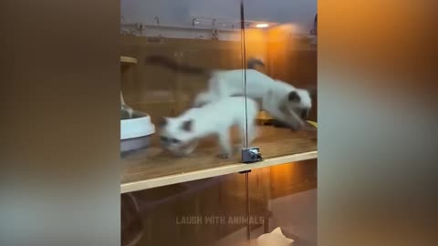Best Funny Animal Videos – Dogs & Cats That Will Make You Laugh!😹🐶#cat #dog #animals