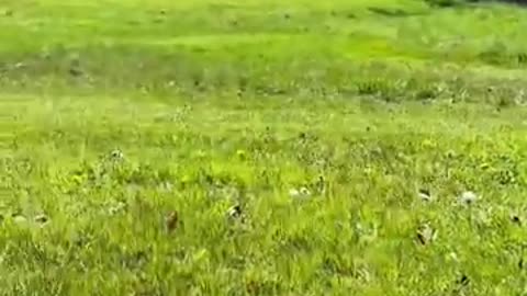 Owl action